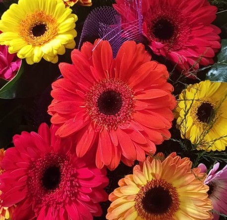 Burst of Gerbera Happiness